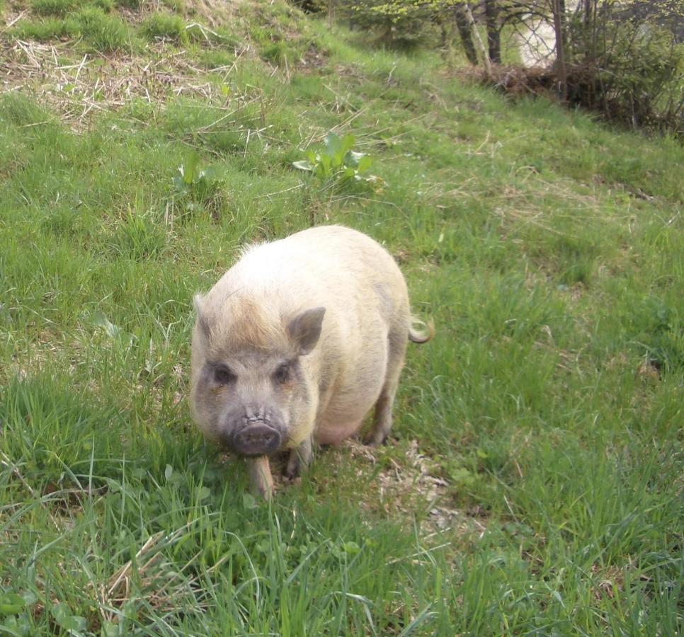 Ferienwohnung Bauernhof Obererlach Bramberg am Wildkogel Εξωτερικό φωτογραφία